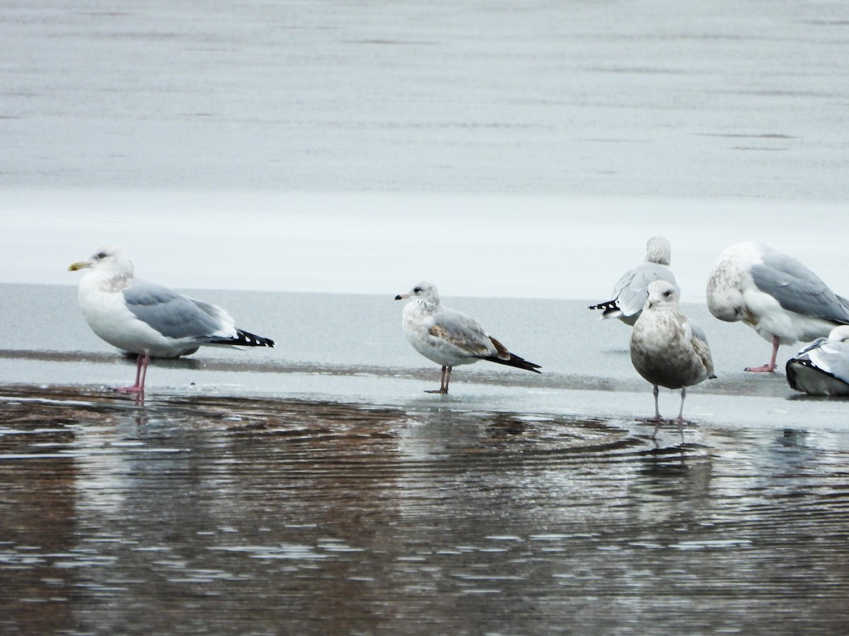 Американская чайка - ML646765470