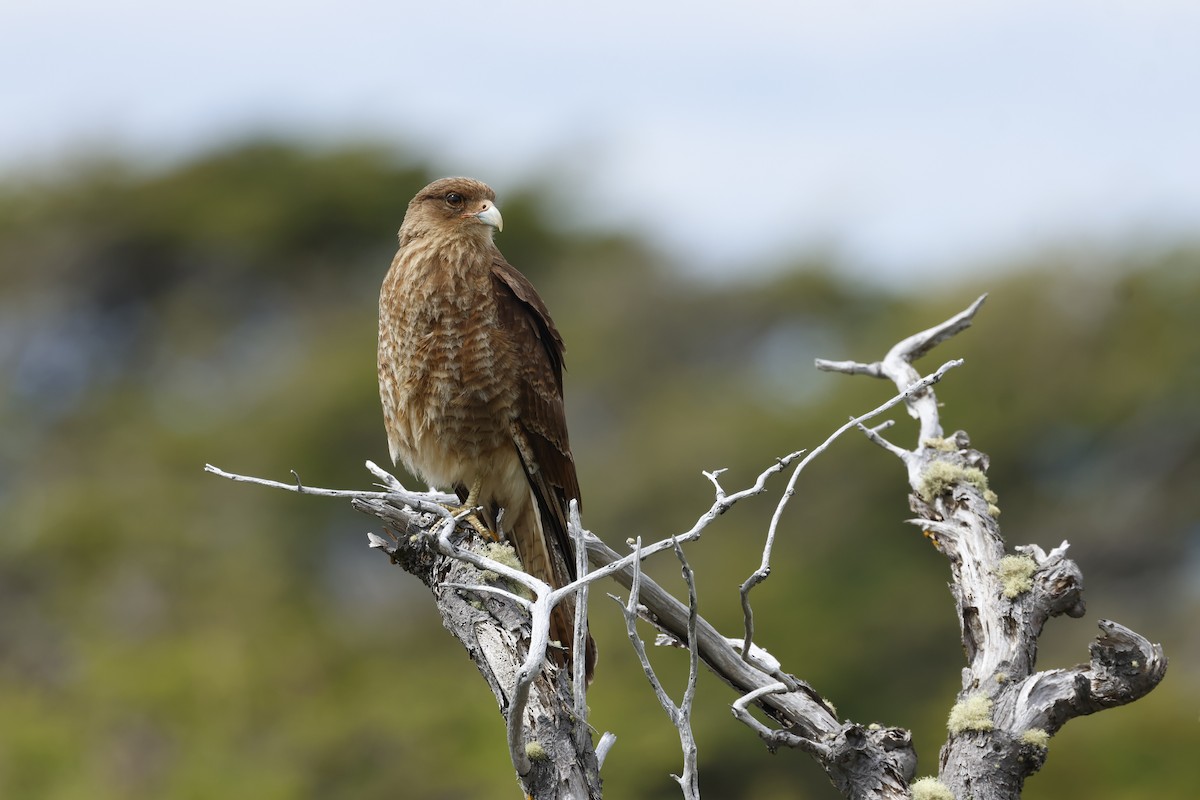 Химанго - ML646765471