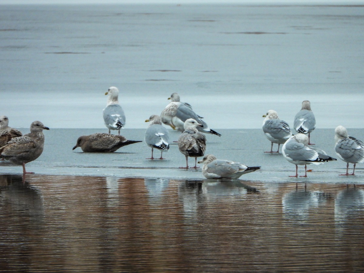 Американская чайка - ML646765472