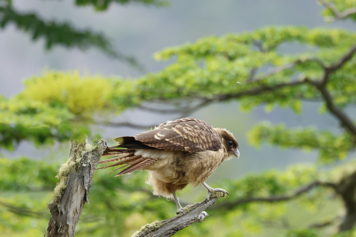 Химанго - ML646765473