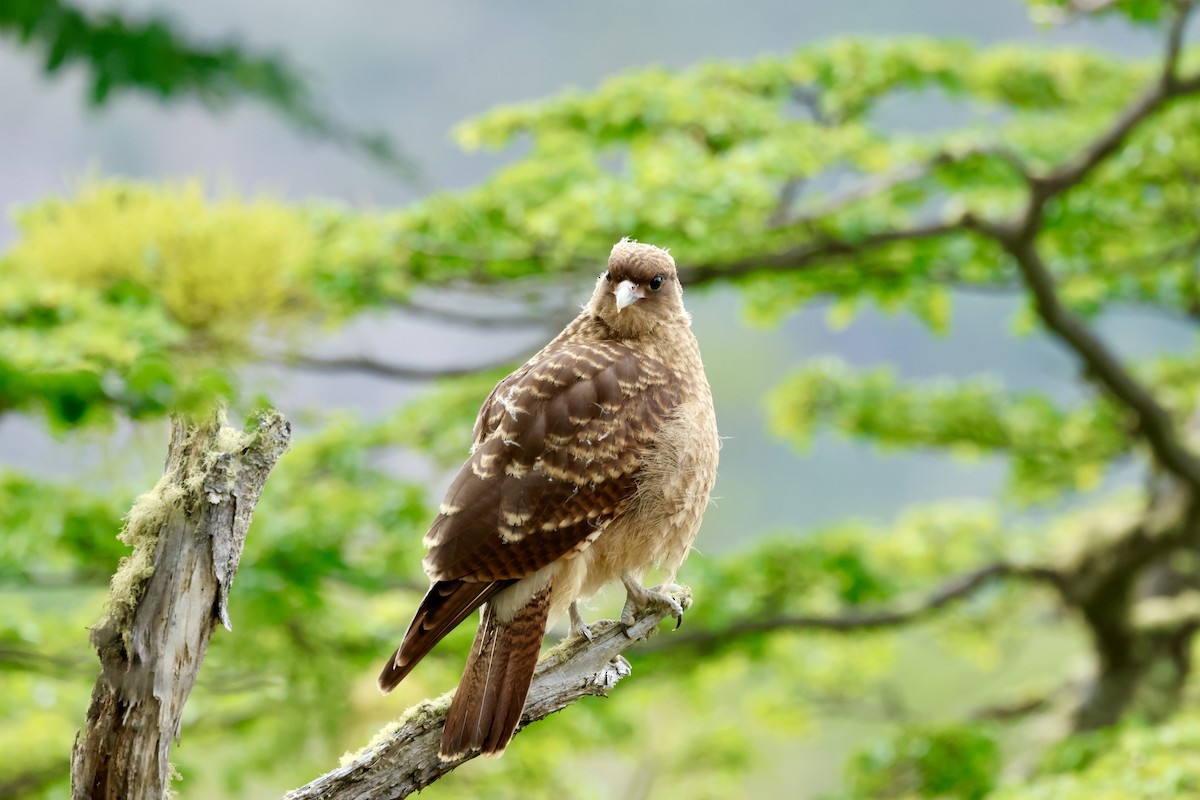 Химанго - ML646765474