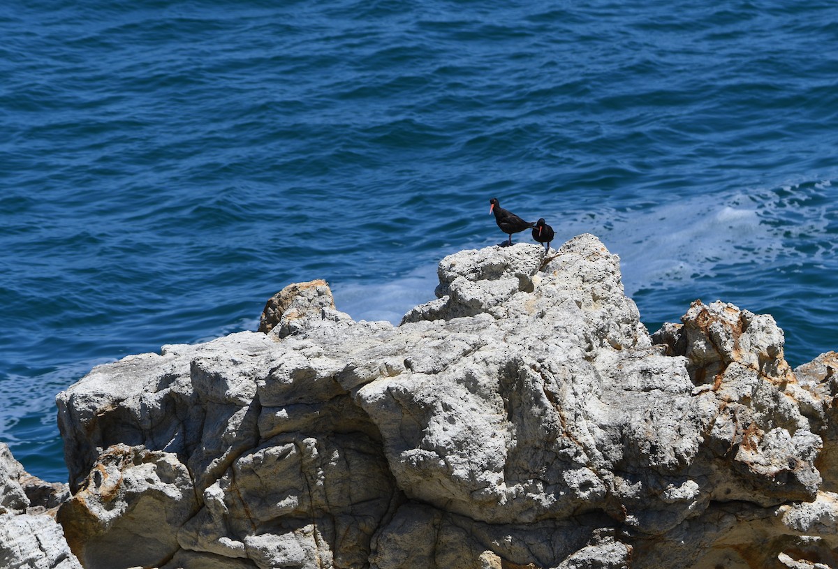 Австралийский кулик-сорока - ML646765475