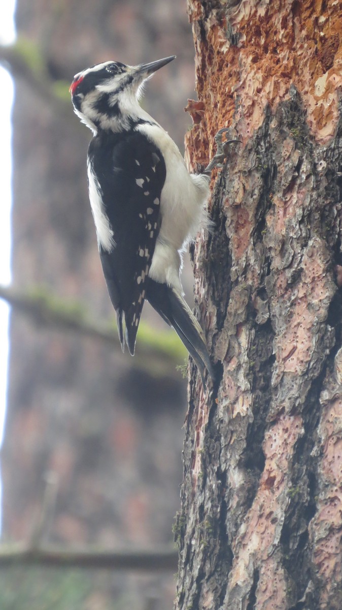 Волосатый дятел (orius/icastus) - ML646765477