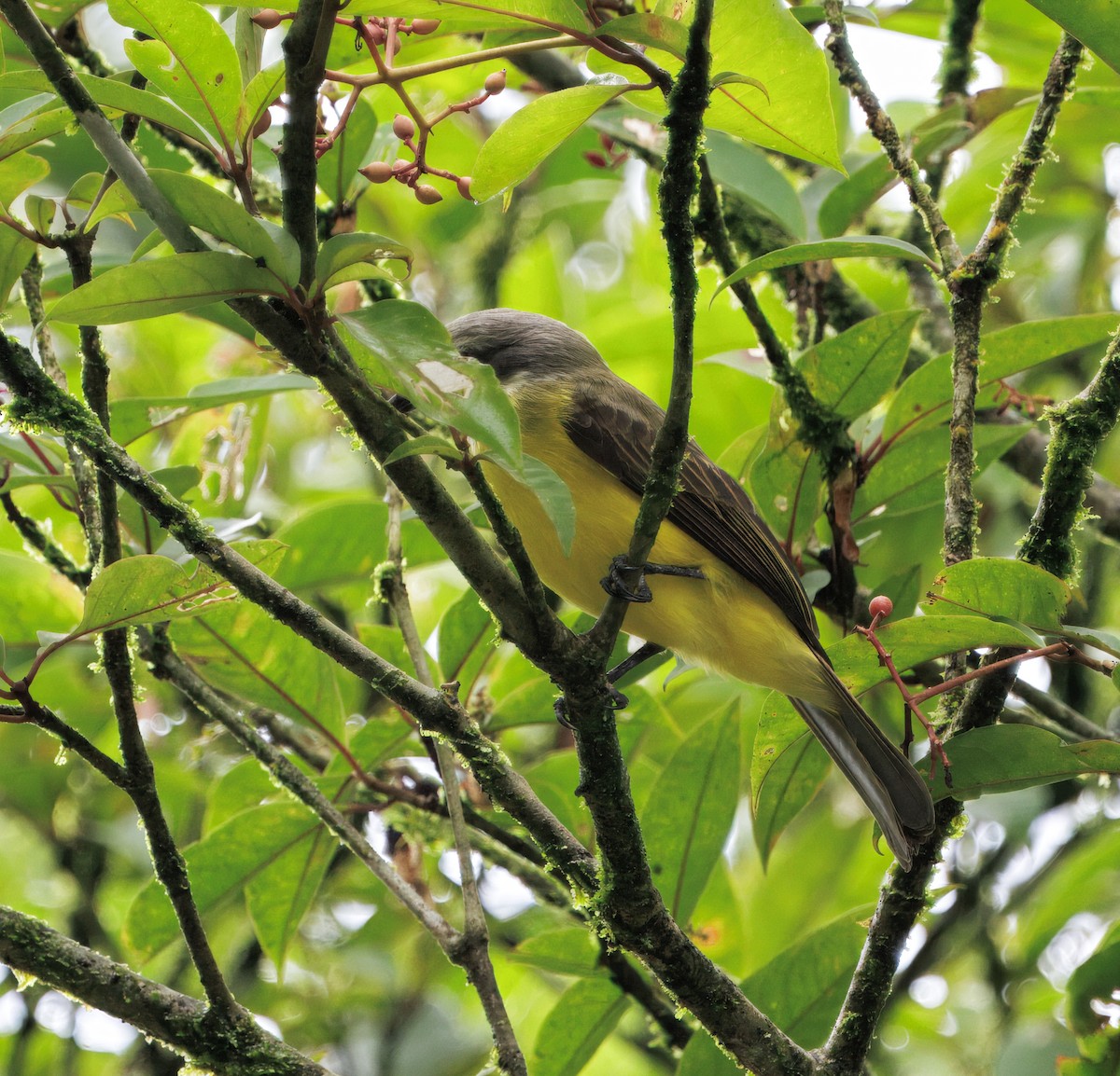 Сероголовый бентеви - ML646765481