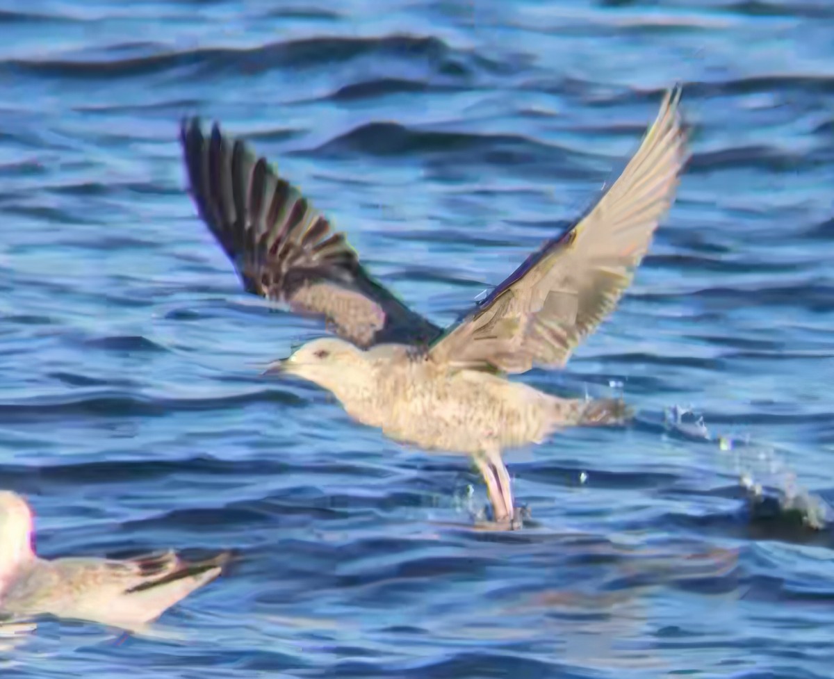 Heringsmöwe - ML646765483