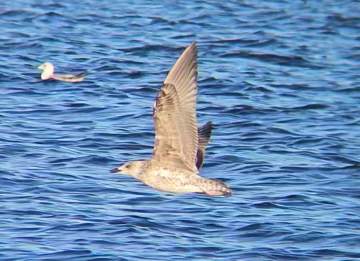 Heringsmöwe - ML646765484