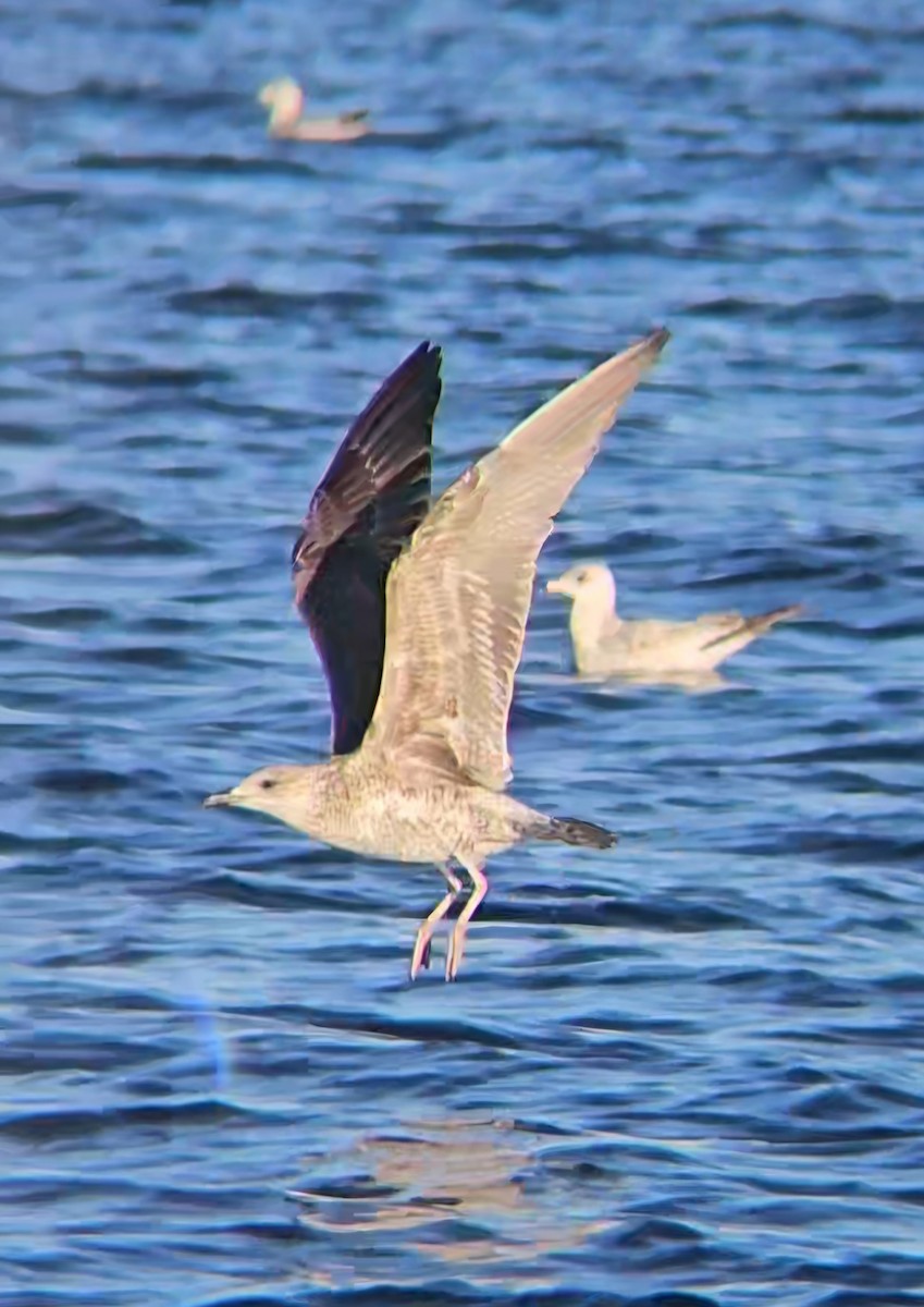 Heringsmöwe - ML646765485