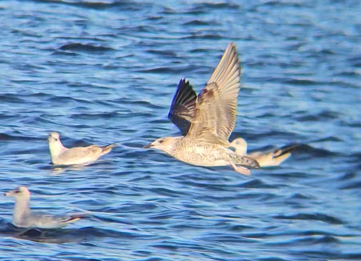 Heringsmöwe - ML646765486