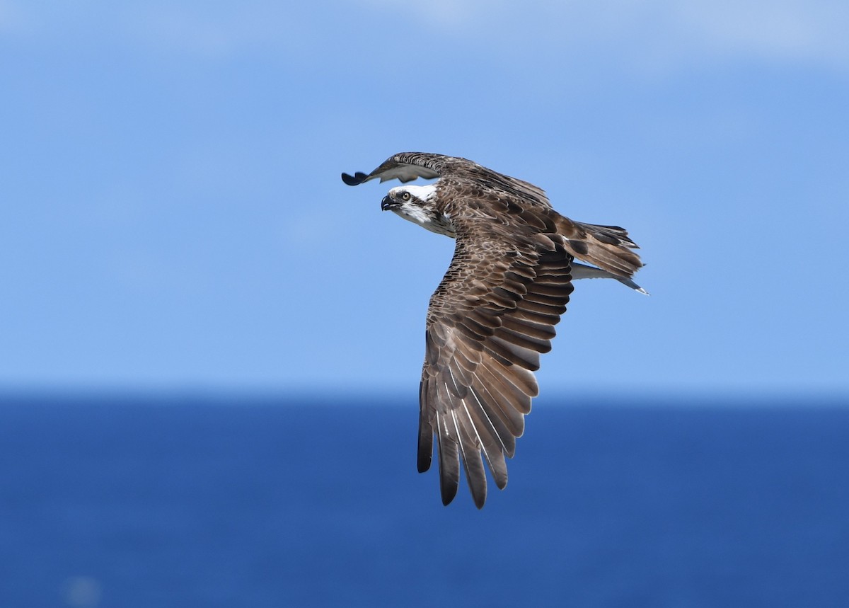 Osprey - ML646765487