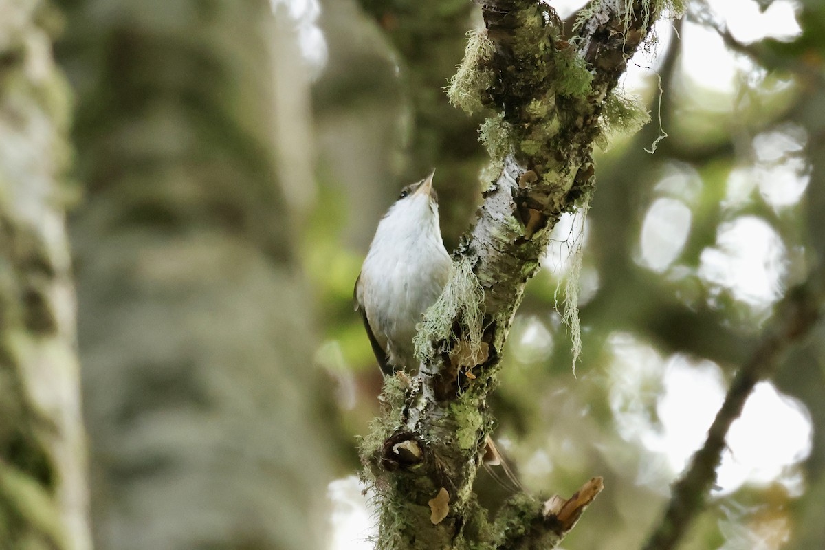 Thorn-tailed Rayadito - ML646765488