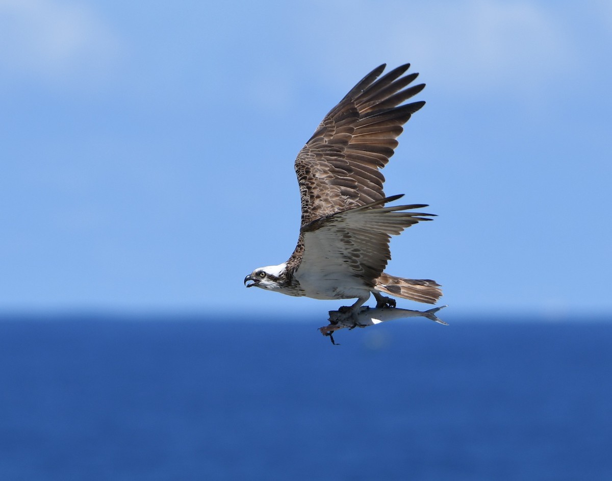 Osprey - ML646765489