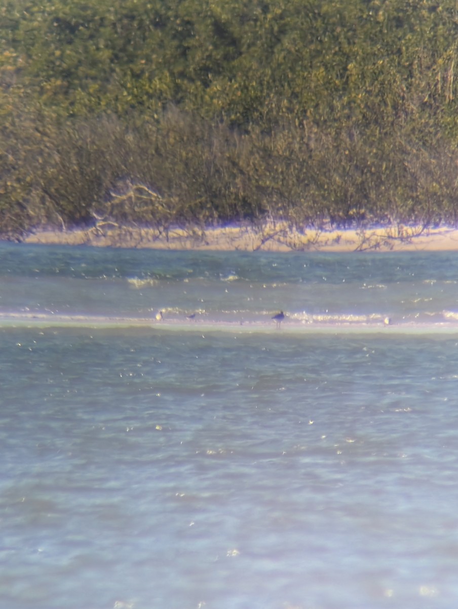 Zangaluzea sp. - ML646765493