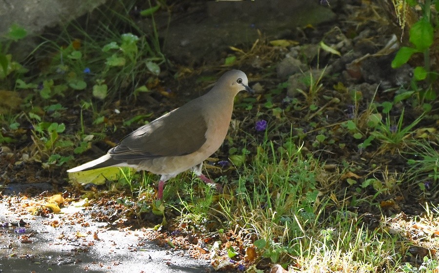 Gray-fronted Dove - ML646765494