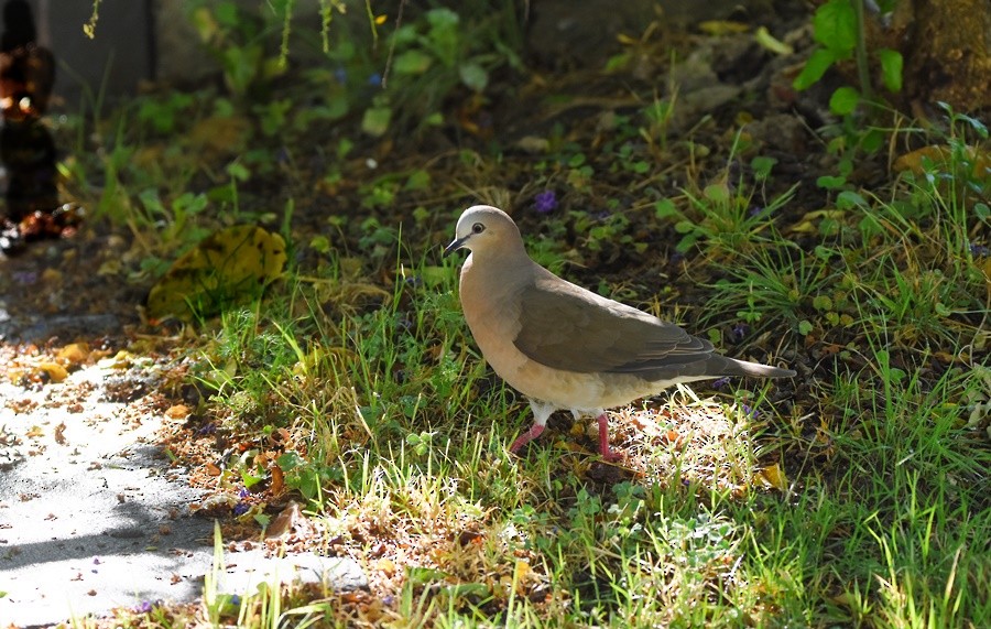 Gray-fronted Dove - ML646765495