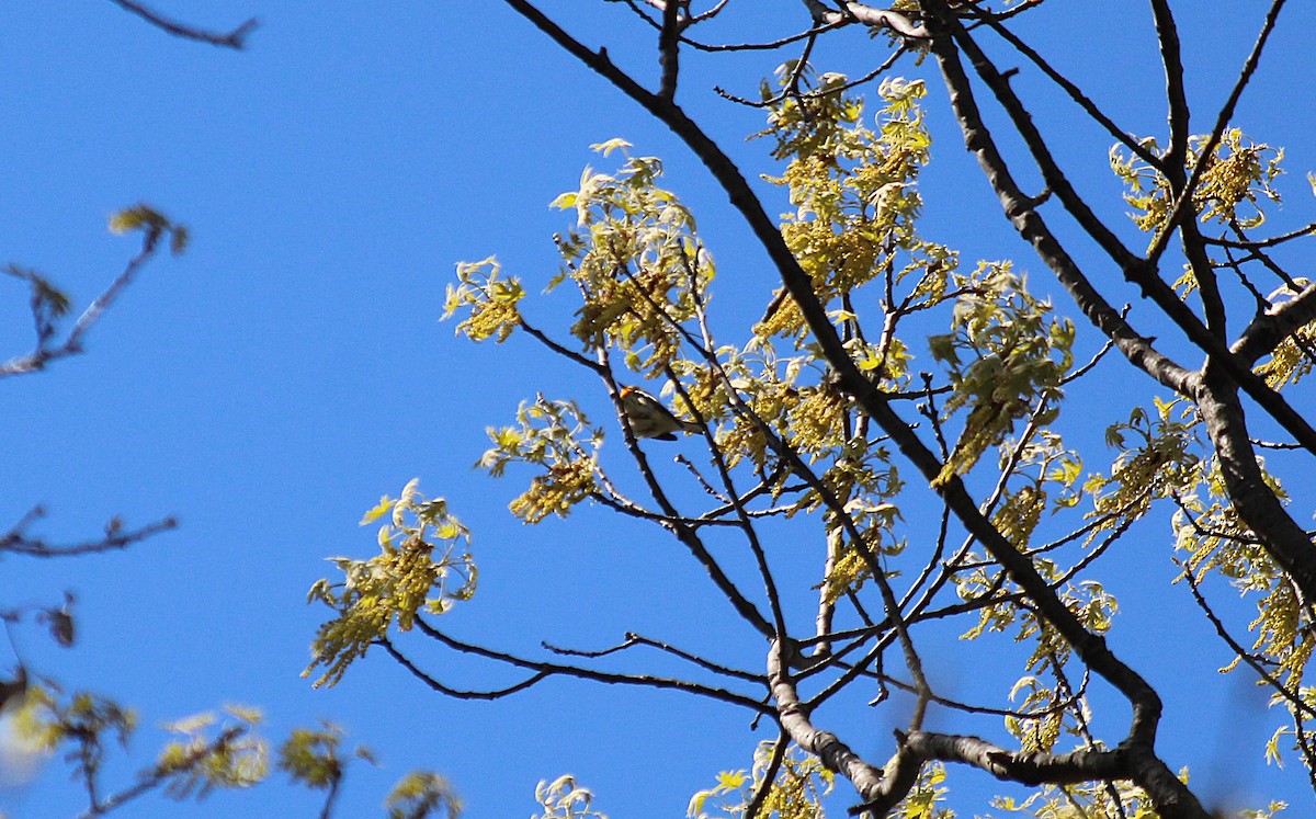 Blackburnian Warbler - ML646765497