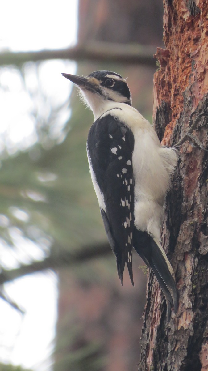 Hairy Woodpecker (Rocky Mts.) - ML646765498
