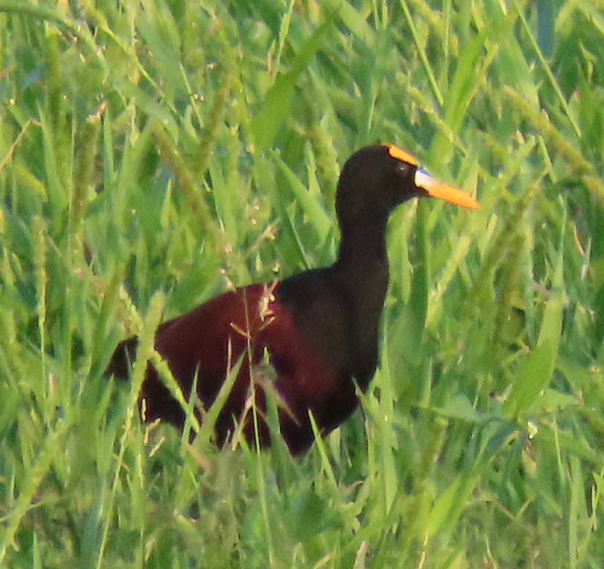 gulpannebladhøne - ML646765499