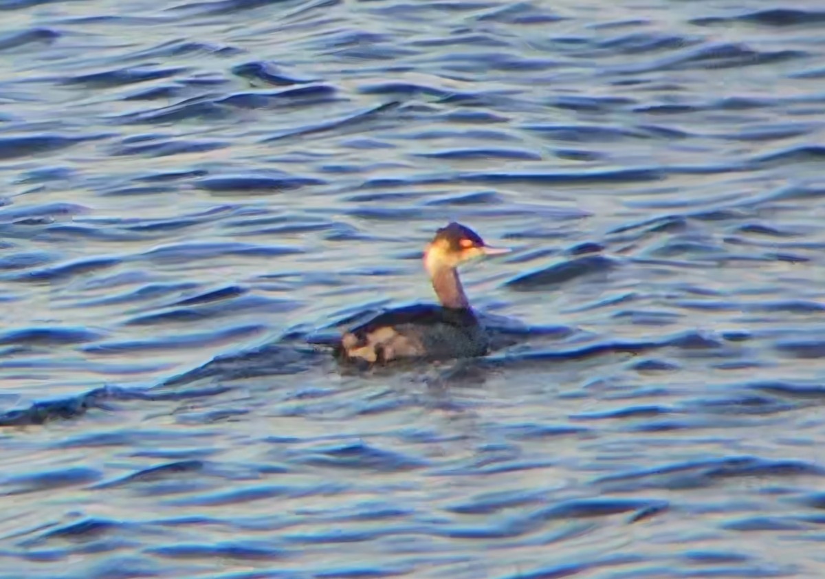 Grèbe à cou noir - ML646765500