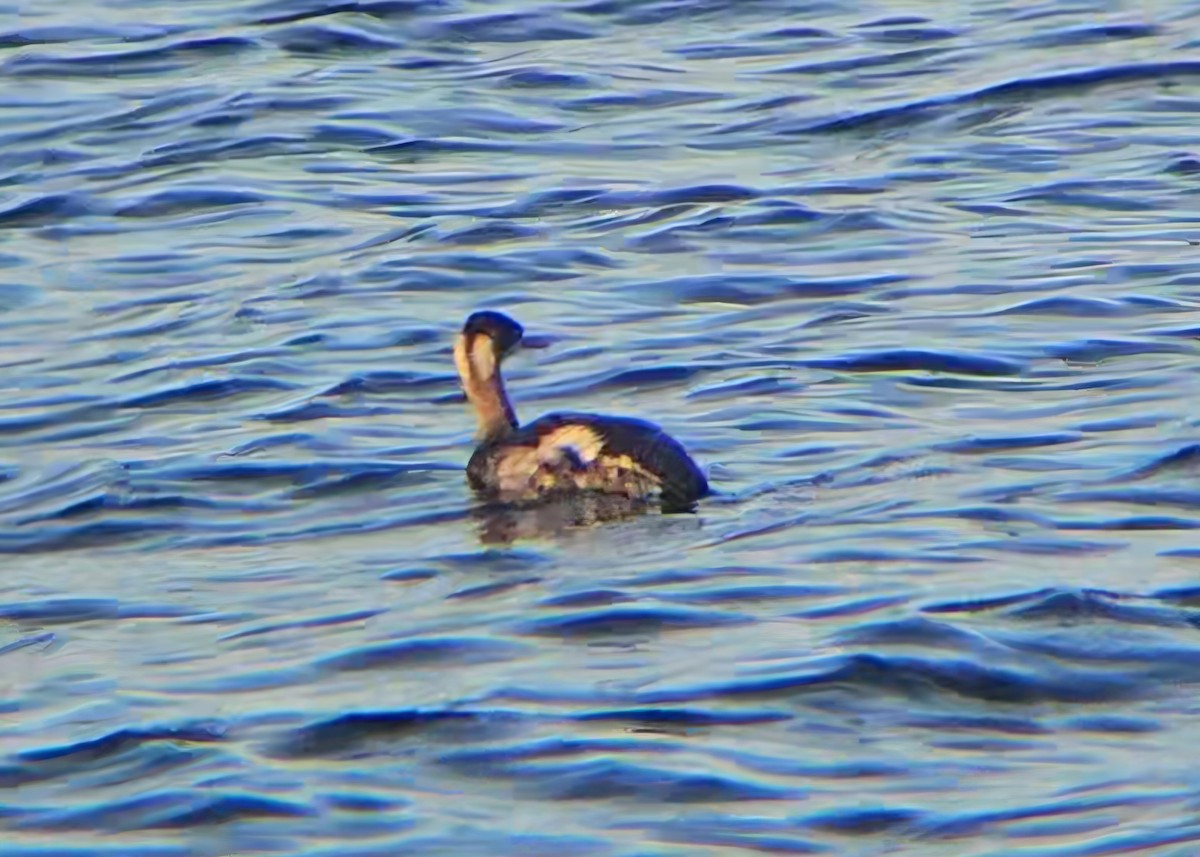 Grèbe à cou noir - ML646765501