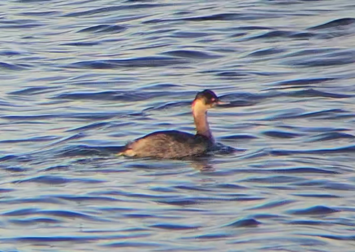 Grèbe à cou noir - ML646765502