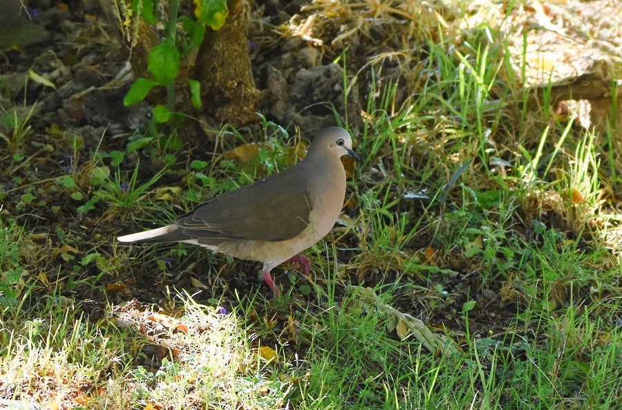 Gray-fronted Dove - ML646765509