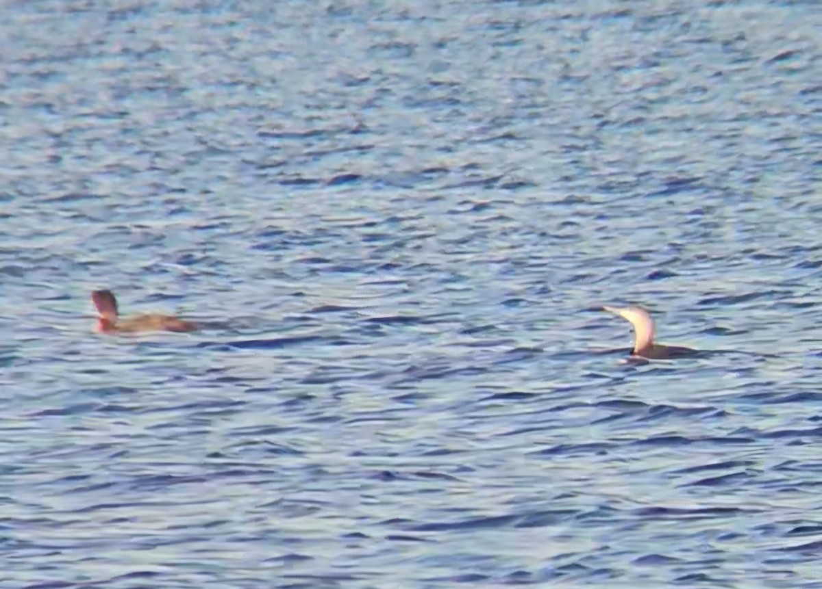 Sterntaucher - ML646765510