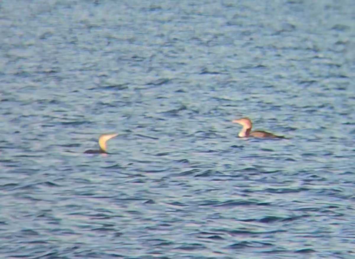 Sterntaucher - ML646765511