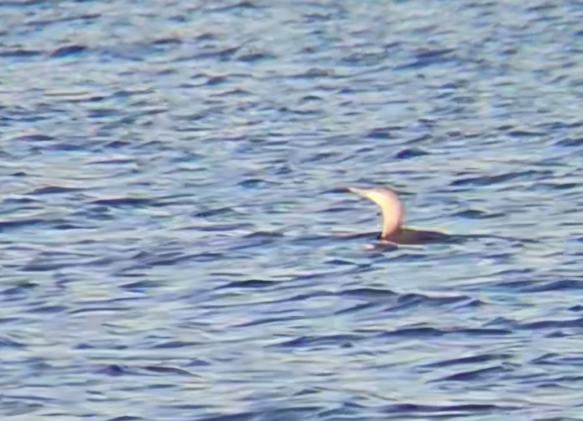 Sterntaucher - ML646765512