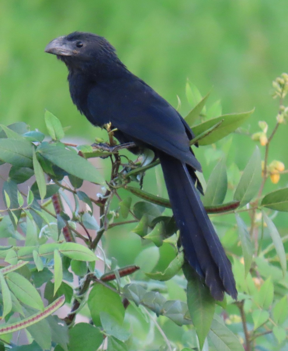 furenebbani - ML646765513