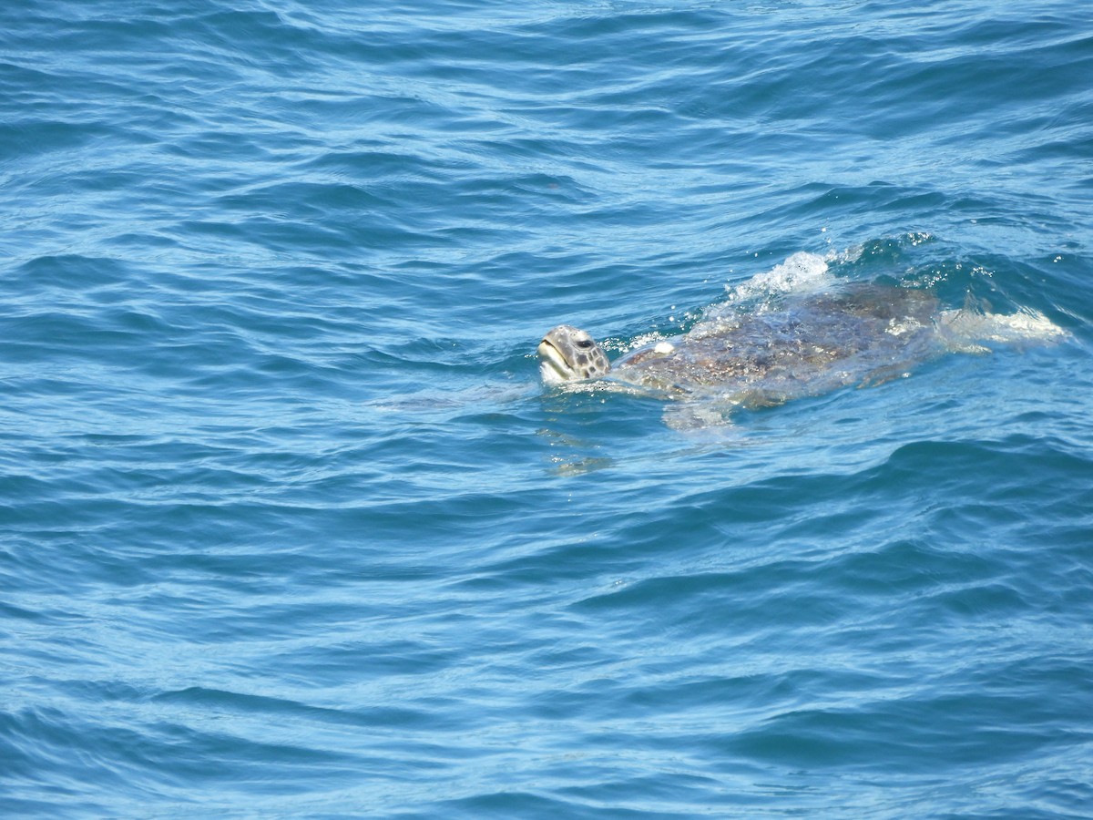 Green Sea Turtle - ML646765516