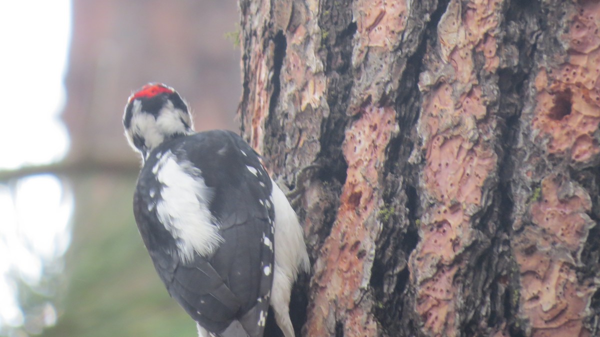 Hairy Woodpecker (Rocky Mts.) - ML646765520