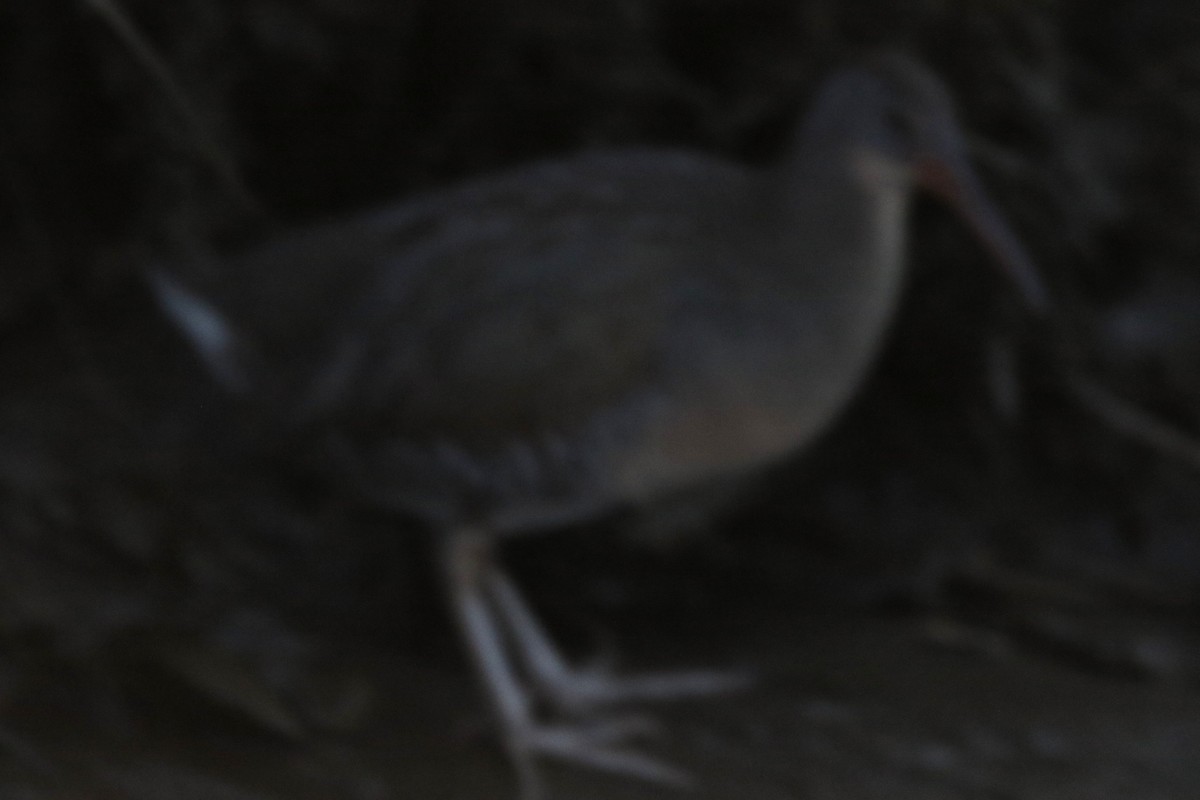 Clapper Rail - ML646765521