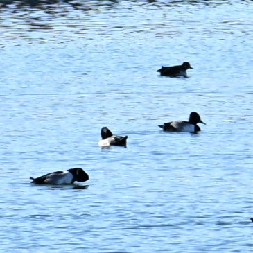 Lesser Scaup - ML646765525