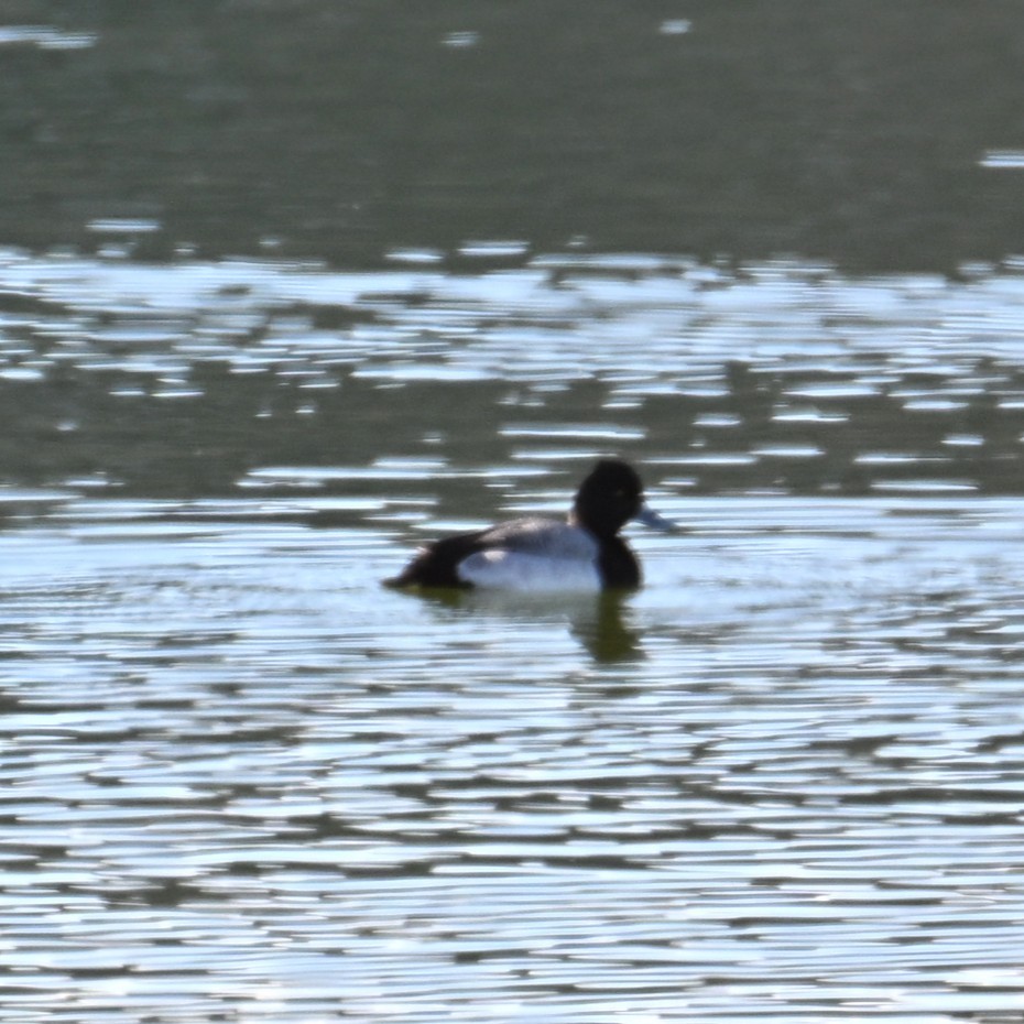 Lesser Scaup - ML646765526