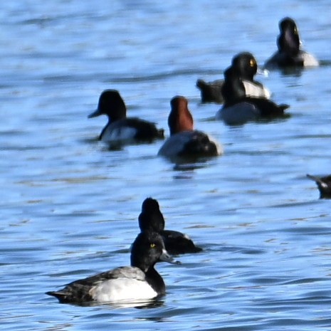 Lesser Scaup - ML646765527