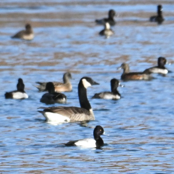 Lesser Scaup - ML646765528