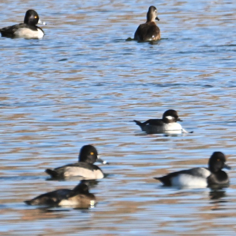 Lesser Scaup - ML646765529