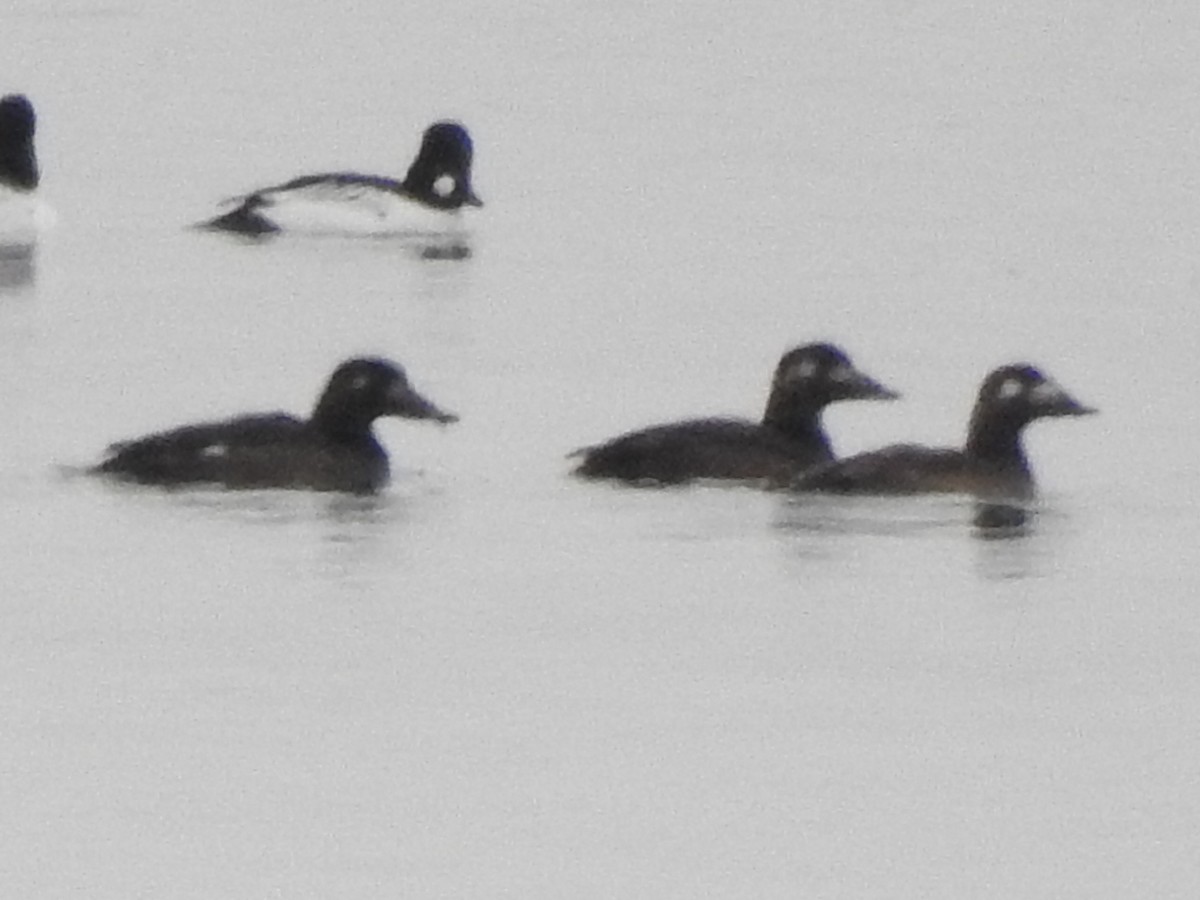 amerikasjøorre - ML646765532