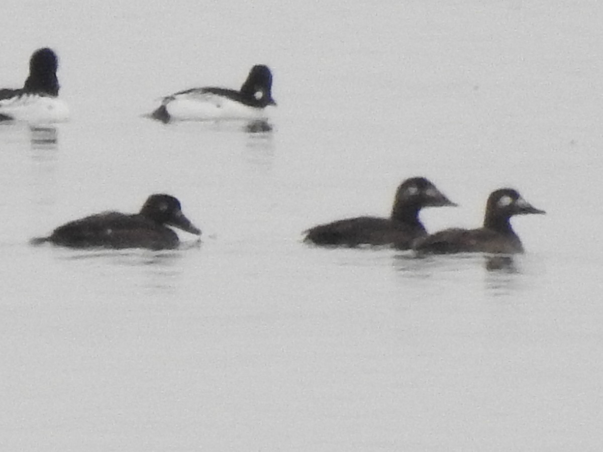 amerikasjøorre - ML646765533