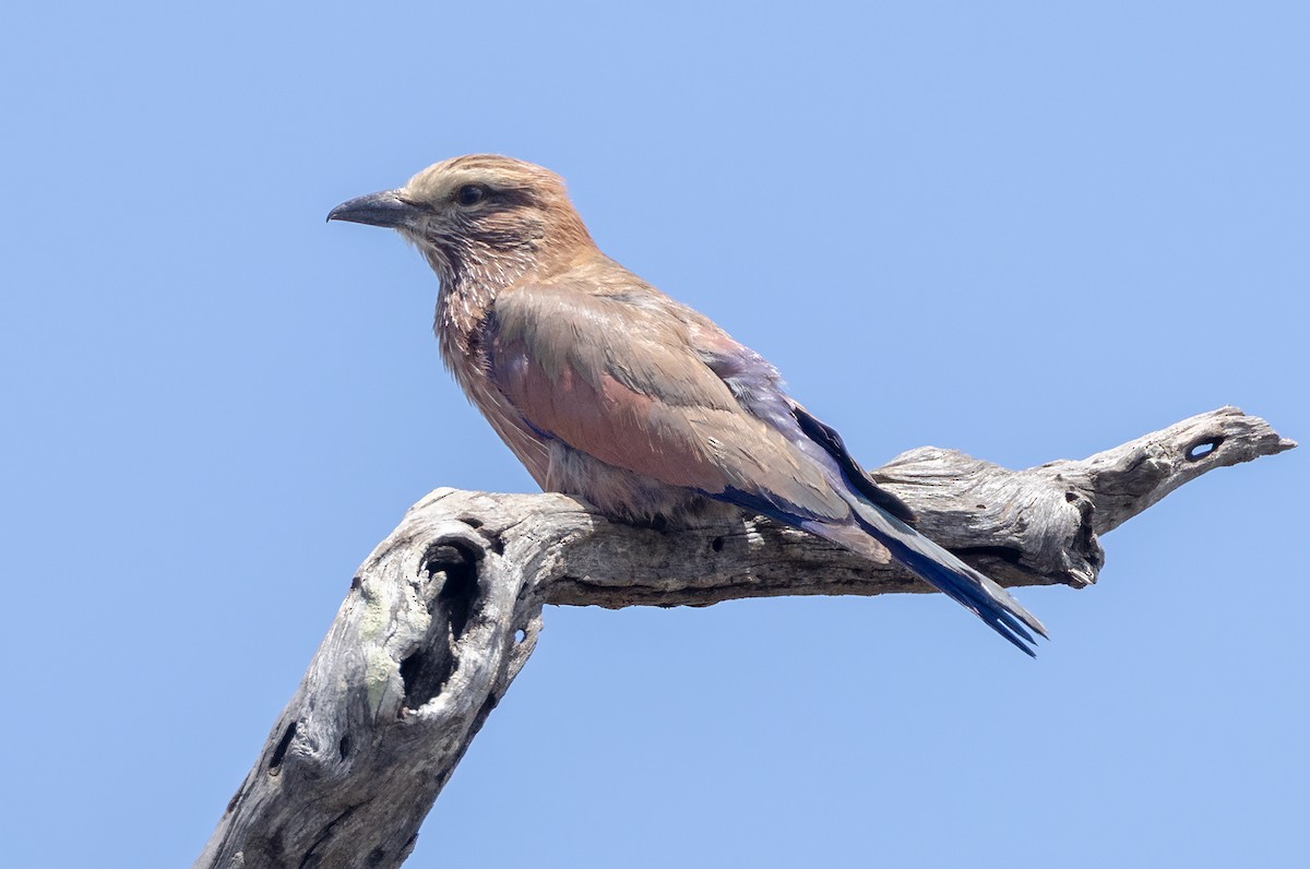 Purple Roller - ML646765536