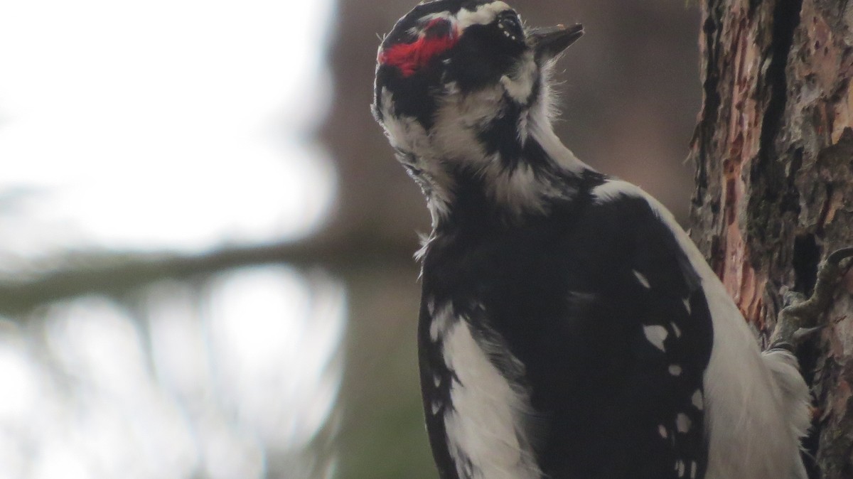 Hairy Woodpecker (Rocky Mts.) - ML646765537