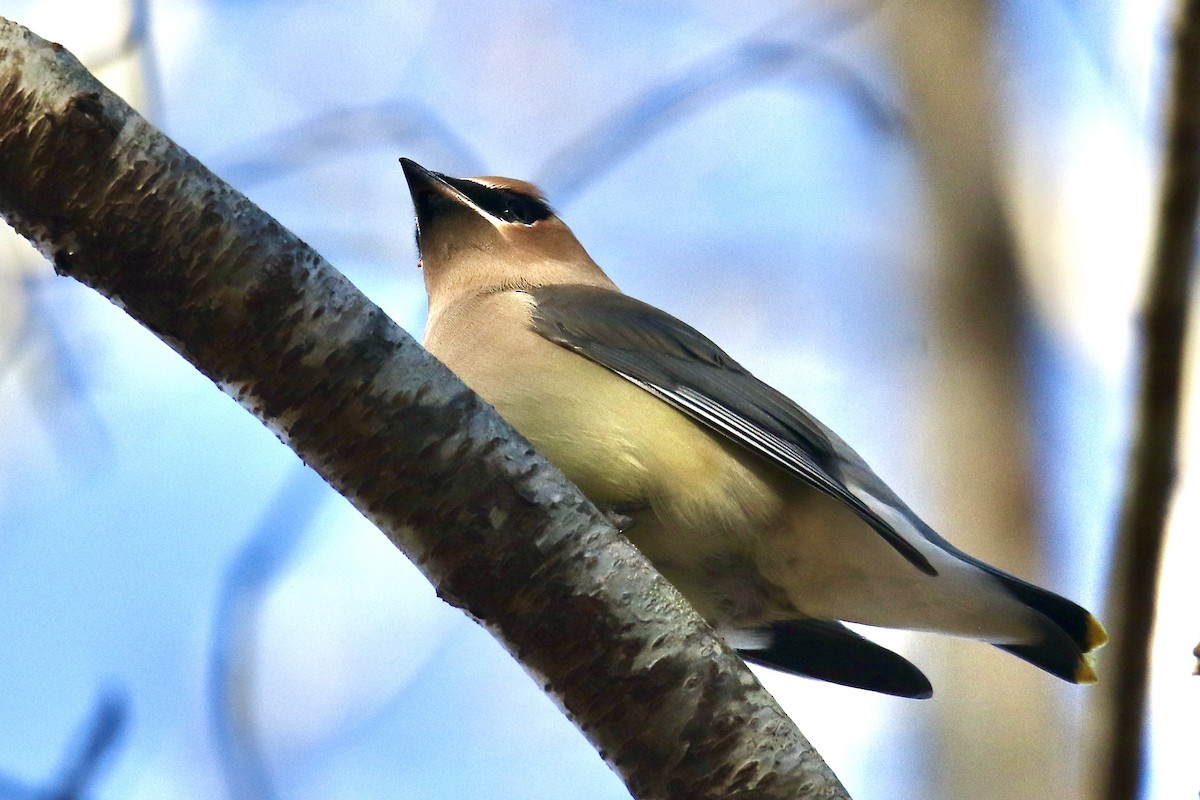 ציצנית אמריקנית - ML646765538