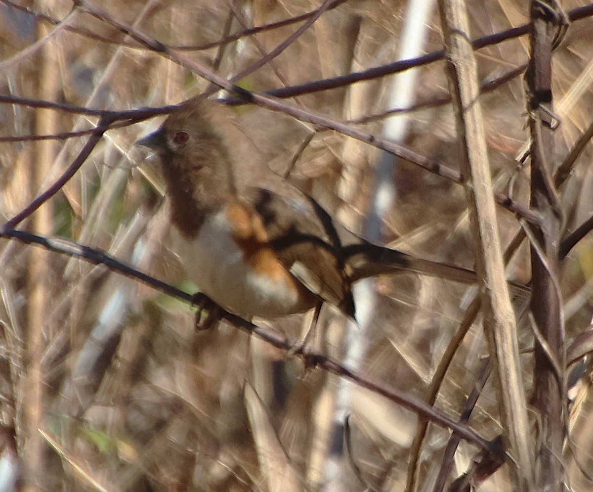 טואי אדום-עין - ML646765540