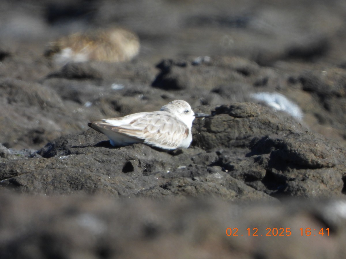 Correlimos Tridáctilo - ML646765541
