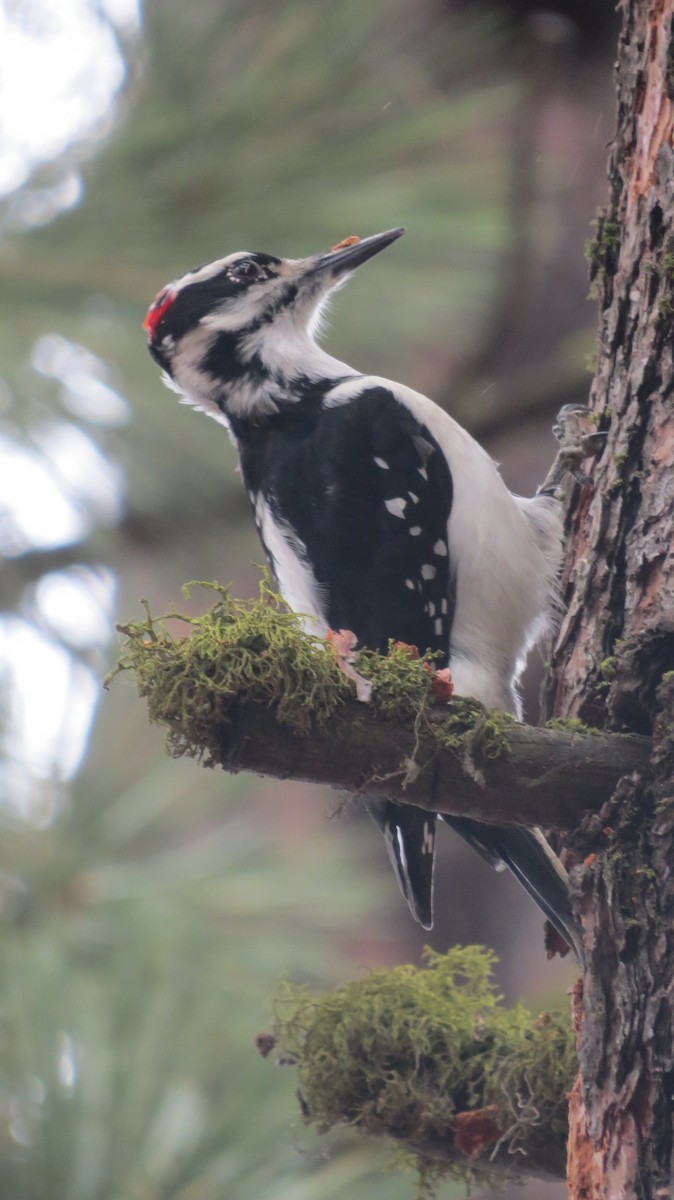 Hairy Woodpecker (Rocky Mts.) - ML646765545