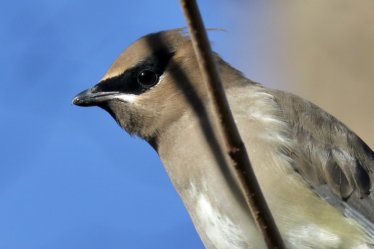 ציצנית אמריקנית - ML646765546