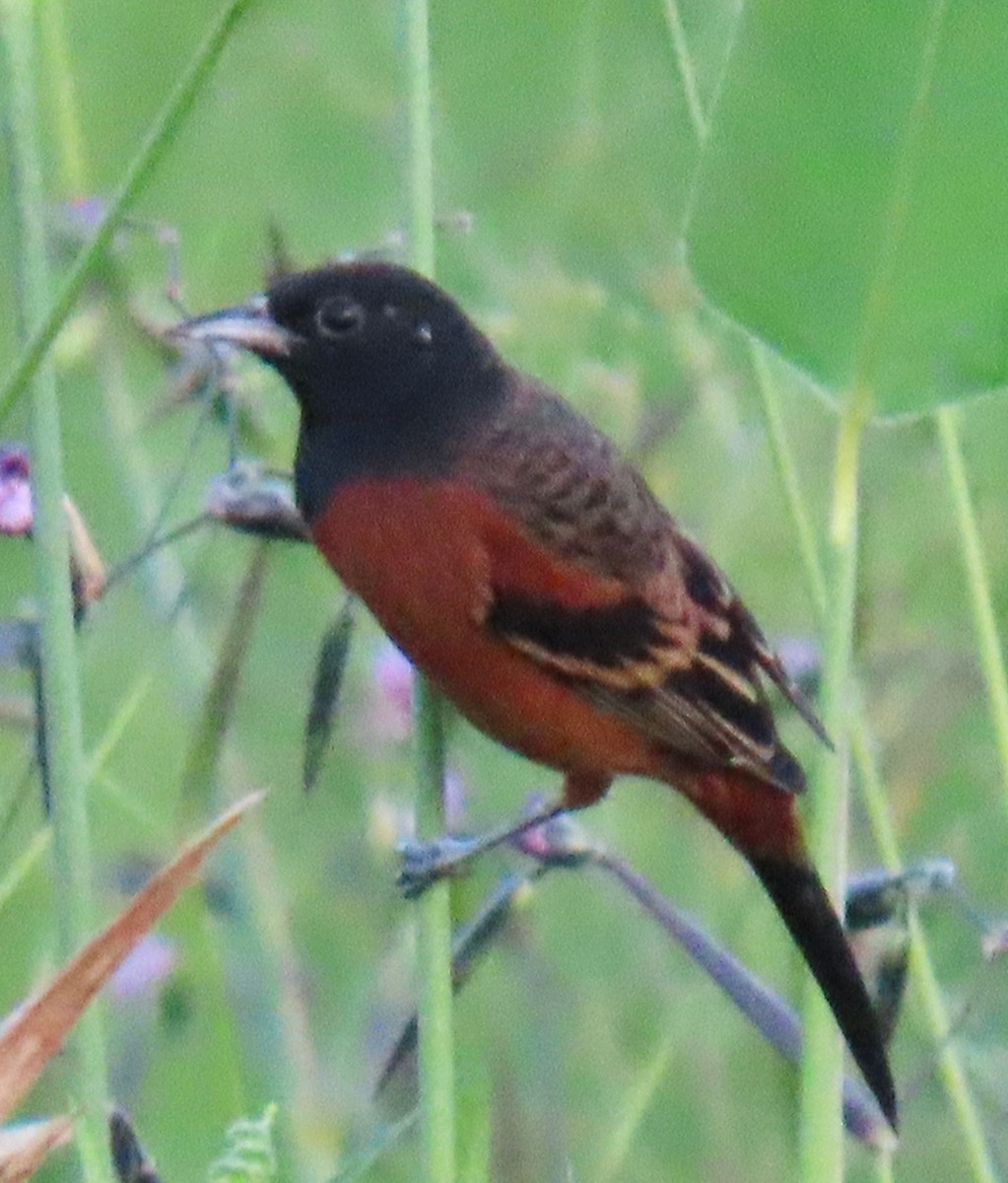 hagetrupial - ML646765548