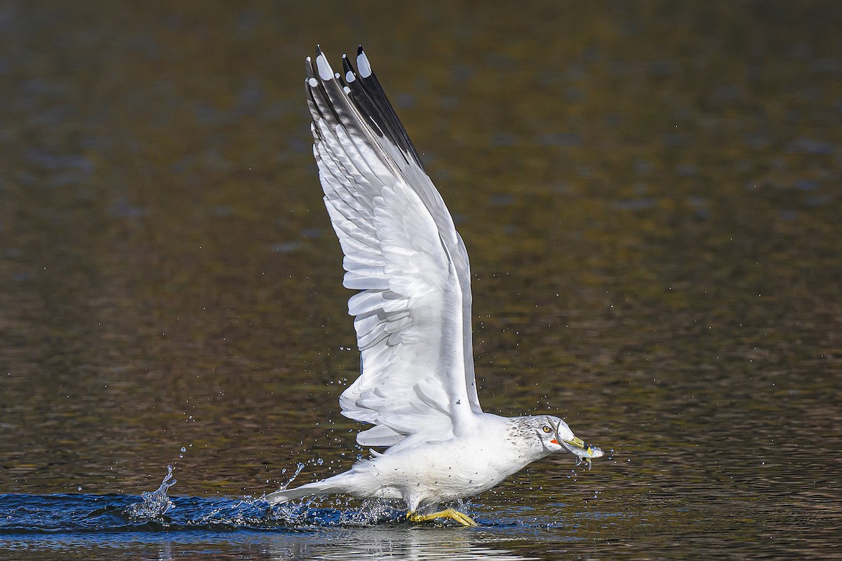 Делавэрская чайка - ML646765549