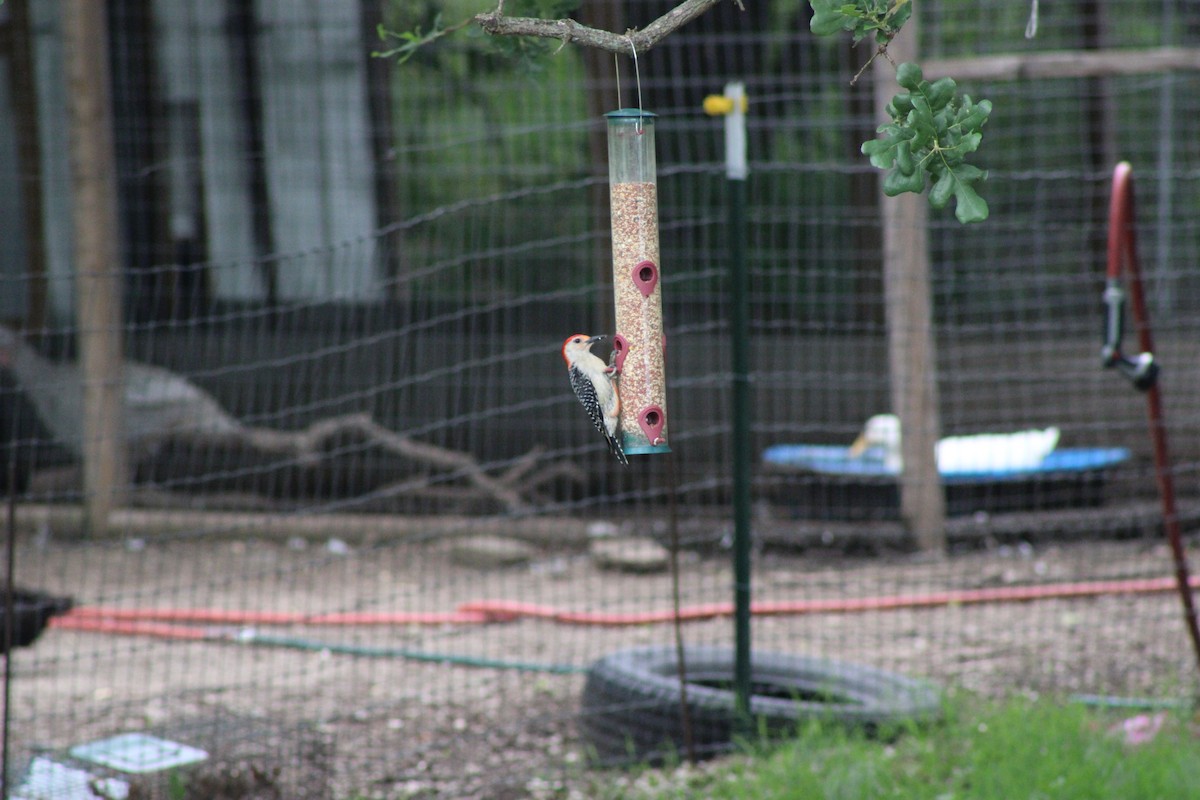 Каролинский дятел - ML646765551