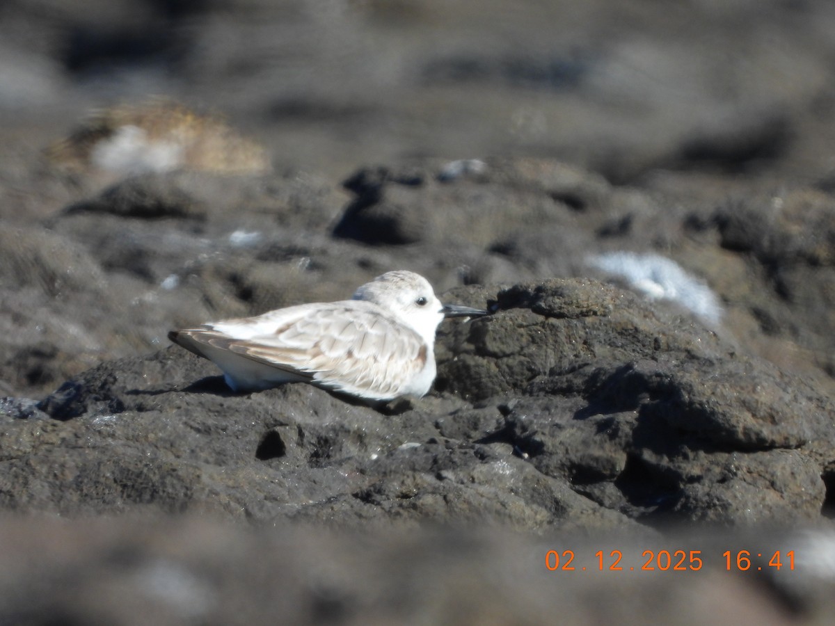 Песчанка - ML646765552